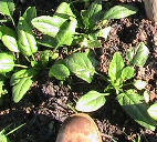 Chinese spinach plants and boots for comparis on size.