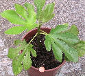 Retail Fig young tree / shrub uk 英国零售无花果树苗 app 30cm