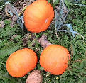 pumpkin. can be boiled, stirfried, roasted and stewed etc. also can be carved. Pumpkin and boots for comparis on size.