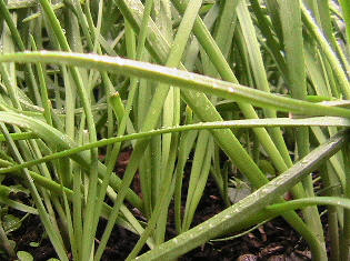 uk herbs, fresh cut organic garlic chives. jiu cai,  英国有机韭菜, seasonal chives