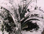 Vegetable leek plants under snow