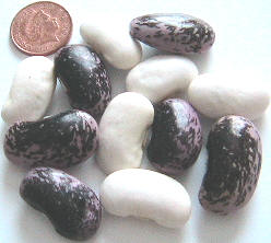 Retail runner beans seeds, UK, 零售英国runner beans 种子