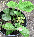 Retail strawberry plant uk, Ӣ۲ݮ
