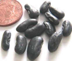 Retail vegetable cylinder beans seeds, UK, Ӣ̸׶