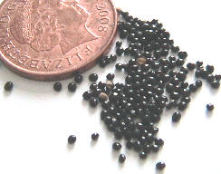 Retail runner beans seeds, UK, ԲͷȲ