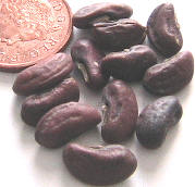 Retail vegetable cylinder beans seeds, UK, Ӣۺ׶